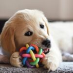 Toys for Your Pet