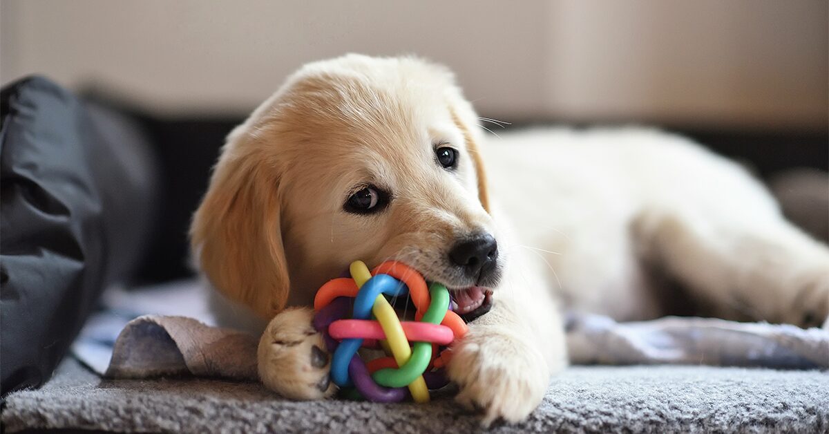 Toys for Your Pet