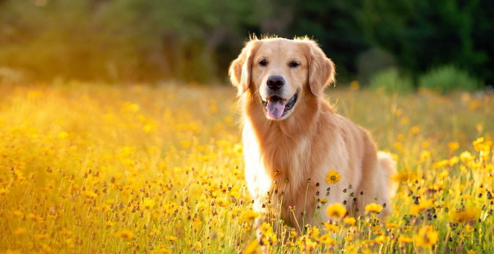 The Best Breeds for Families: Tips for Choosing a Pet that Fits Your Family’s Lifestyle