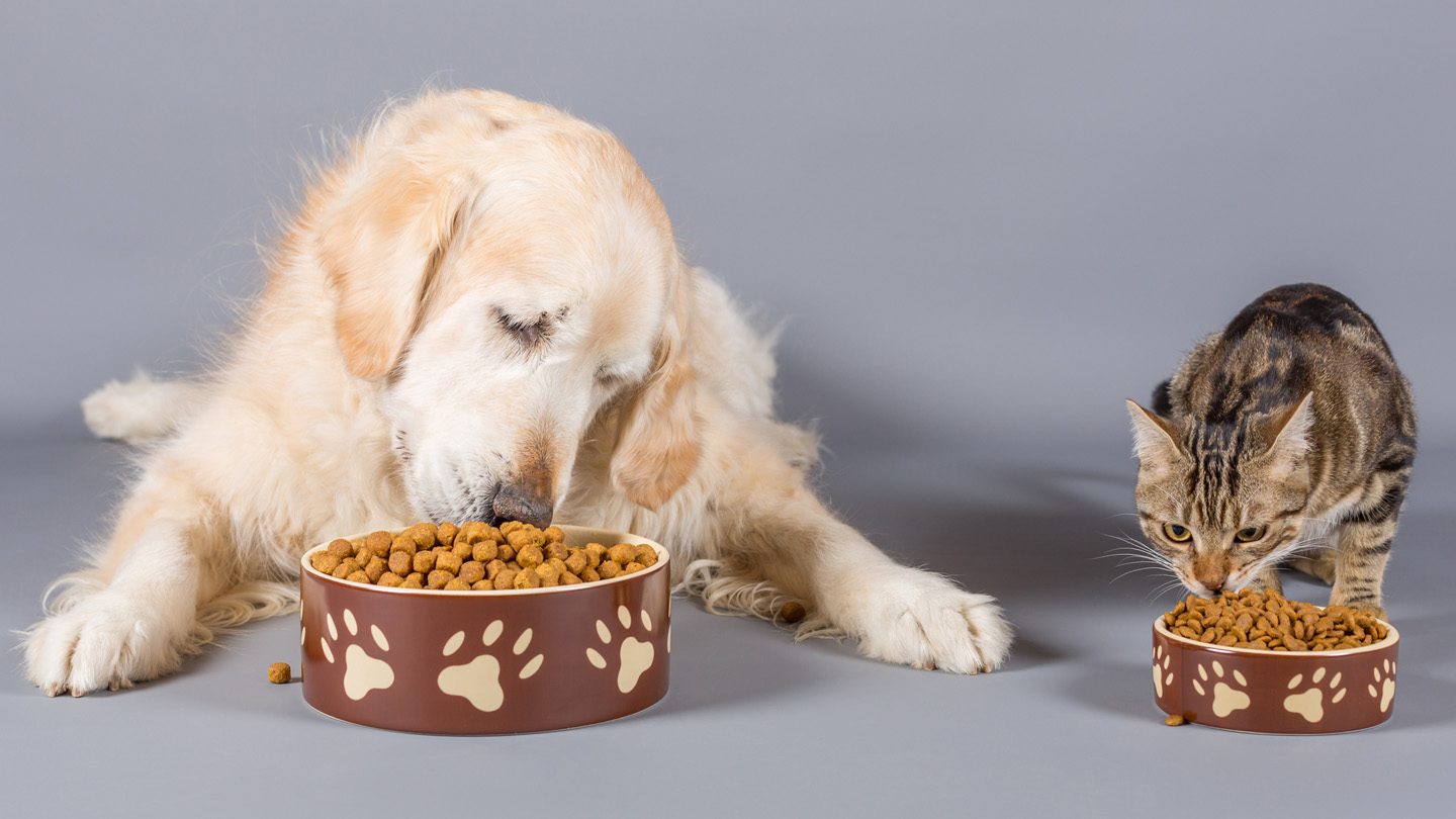 The Best Pet Foods: Tips for Choosing the Right Nutrition for Your Pet