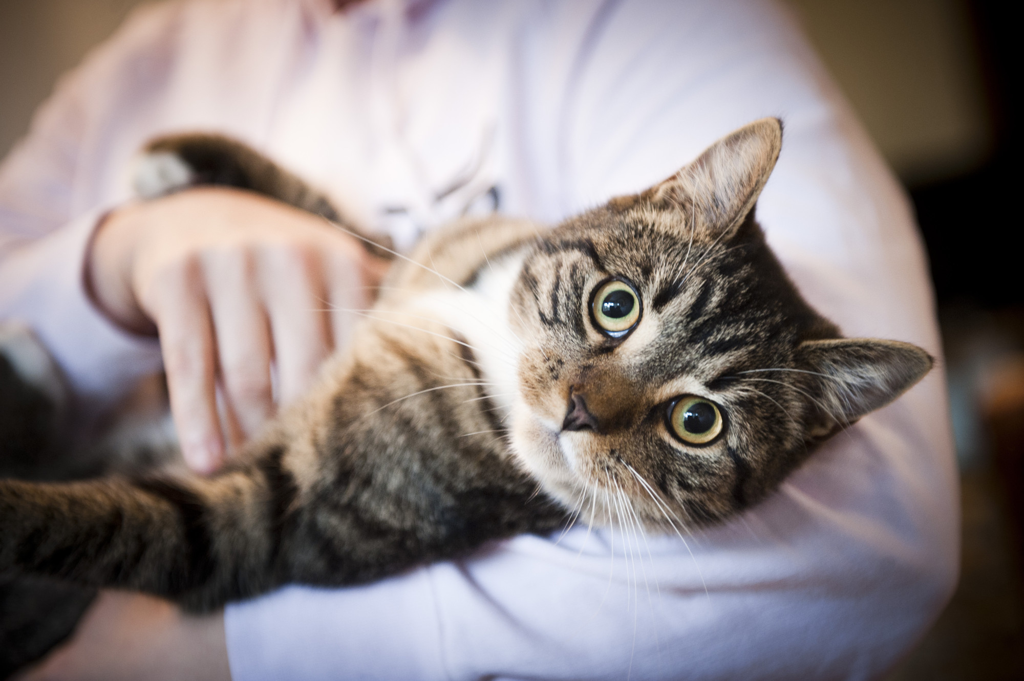 The Importance of Pet Health Care: Tips for Keeping Your Pet Healthy and Happy