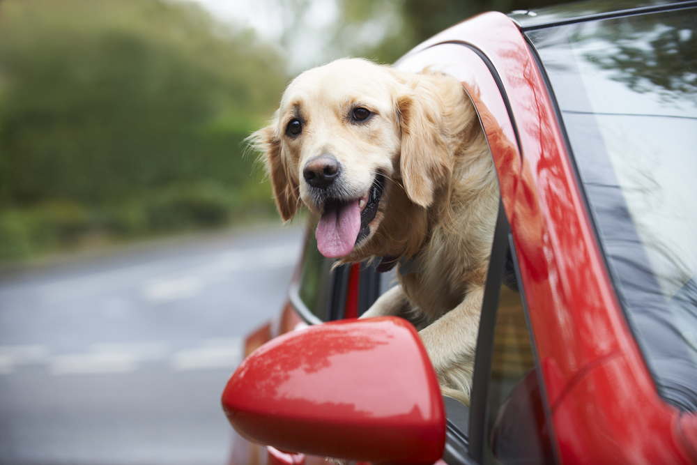 How to Travel with Your Pet: Tips for Safe and Fun Adventures Together