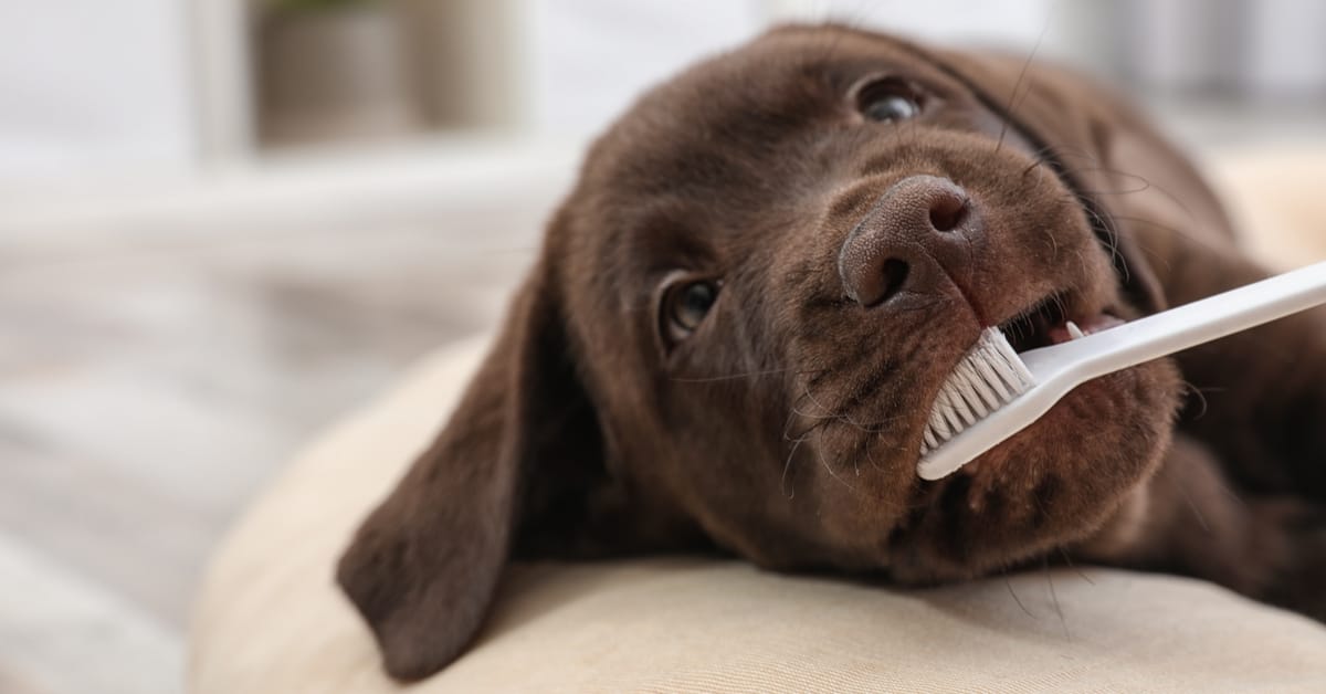 pet-specific toothbrush